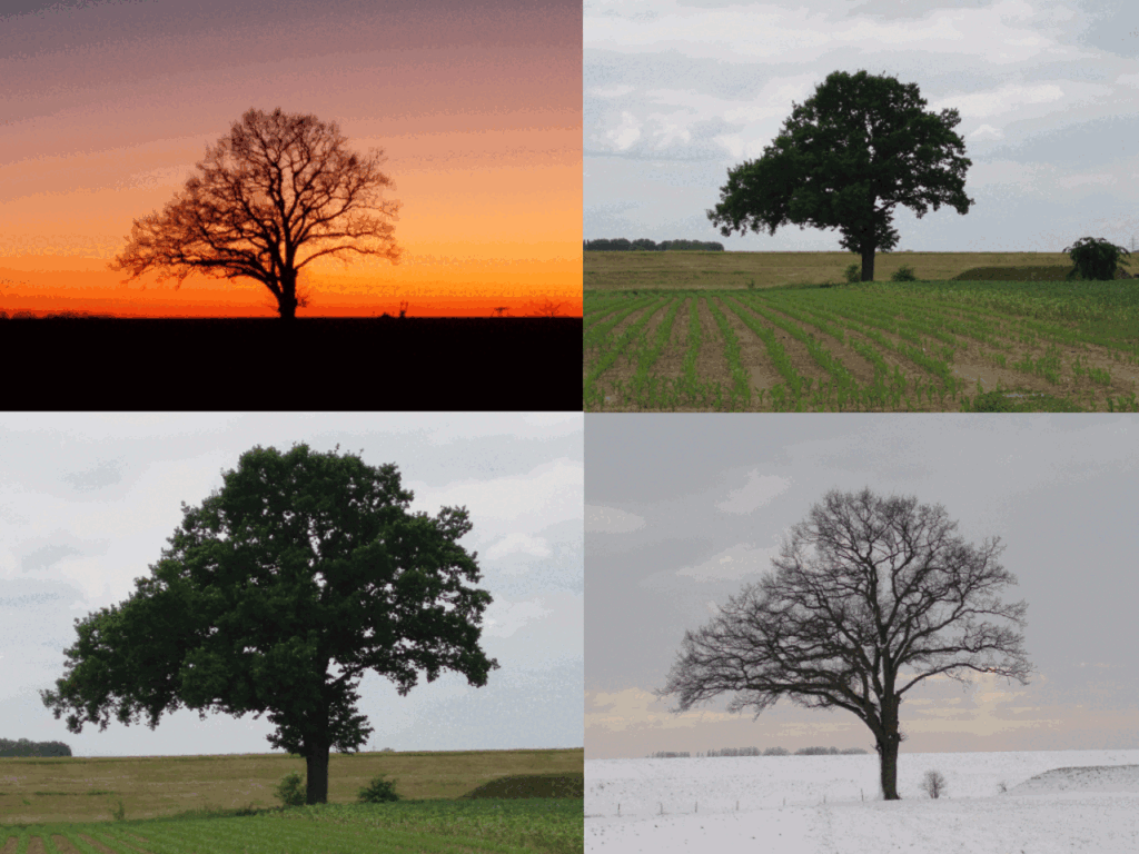 Ein Symbolbild im Rheindorf Mehrum: die Friedenseiche. Auf diesem Bild in den vier Jahreszeiten dargestellt.